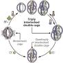 Control of Interlocking Mode in Pd4L8 Cage Catenanes