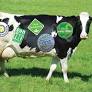 GMO-free labelling