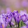 Julia "Judy" E. Murray Obituary July 24, 2025