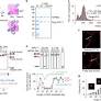 Reconstitution of SPO11-dependent double-strand break formation
