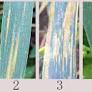 Wheat Stripe Rust Grading by Deep Learning With Attention Mechanism and Images From Mobile Devices