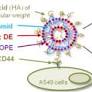 Hyaluronic acid-bearing lipoplexes: Physico-chemical characterization and in vitro targeting of the CD44 receptor