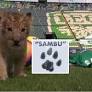 Meet Sambu the lion cub, Club Leon's new mascot named after Rubens Sambueza