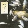 Mark Twain Lake Fish Kill Sparks Missouri Investigation