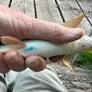 Anglers asked to report fish with blue markings in River Lea