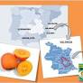 Researchers from the Department of Analytical Chemistry of the University of Valencia prove the benefits of persimmons for our diet