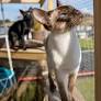 Catios: Elaborate house extensions take shape for cats