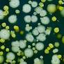 Editorial: Alternative approaches to antifungal drugs against drug-resistant fungi