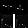 Multiplex size marker (YEAST PLEX) for rapid and accurate identification of pathogenic yeasts