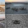 Wetland shrinking and dust pollution in Khuzestan Iran: insights from sentinel-5 and MODIS satellites