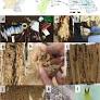 Updating the Systematic Status of Genus Heterotermes (Rhinotermitidae: Isoptera: Blattodea) by Combining Morphometric Analysis, Distribution Mapping, and DNA Barcoding Approaches