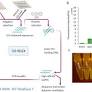 Graphene oxide assisted light-up aptamer selection against Thioflavin T for label-free detection of microRNA