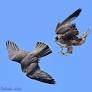 Couple hooked on peregrine falcons come to Wood County Courthouse to focus on fastest predators