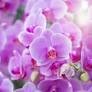 Freda S. Brock Obituary December 23, 2023