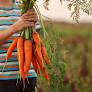 The Patrick Leahy Farm to School Program