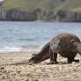 Indonesia may charge tourists to see rare Komodo dragons