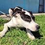 Cronograma de castraciones gratuitas para perros y gatos del 15 al 19 de diciembre