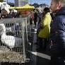 Flanders bans sale of live animals at weekly markets