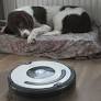 Almost 150,000 dogs and cats registered in Flanders in 2025