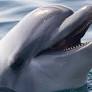 Jane Goodall calls on Belgium to free dolphins from captivity