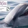 New Year's message from Jane Goodall to Minister Ben Weyts: "Stop keeping dolphins in captivity"