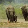 West Bengal: Elephants damage houses in Burdwan, officials hold meet