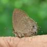 Rare butterfly spotted in Nepal after 51 years