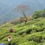 Socio-economic uplift: BJP MP Manoj Tigga seeks direct transfer of cash to tea workers