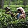 Bonus row sparks fresh unrest in north Bengal tea gardens