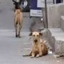 Mumbai: 21-year-old dies of rabies in Ambernath