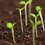 Enhancing Soil Health and Climate Resilience through Sustainable Agricultural Practices