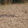 TMC MLA accused of illegally occupying irrigation department's property owned by state
