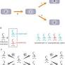 Studying the progress of COVID-19 outbreak in India using SIRD model