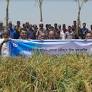 Experts suggest farmers to cultivate BINA Dhan at larger scale
