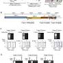 Detecting Pathogen-Associated RNA via Piecewise Isothermal Testing achieving Sample-to-Result Integration