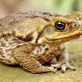 Thousands of Invasive Cane Toads Overtake Florida Community