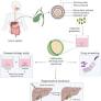 Gallbladder cholangiocyte organoids - Dutta - 2025 - Biology of the Cell