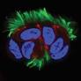 The Genes Behind the Guardians of the Airways