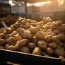 Why West Bengal has stopped potato supplies to Odisha, Jharkhand, causing unease, political row