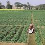 West Bengal potato production to drop in 2018