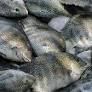 West Bengal eyes self-sufficiency in fish production soon