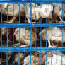 Stakeholders discuss higher egg and chicken production at poultry fair