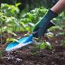 Green move: Students labour to germinate, plant Asan tree