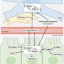 Cardiac RGS7 and RGS11 drive TGFβ1-dependent liver damage following chemotherapy exposure