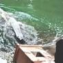 Kolkata to Siliguri: 18 new animals arrive at Bengal Safari Park