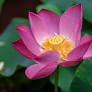 Flood impact: Lotus fails to bloom pushing up prices by double