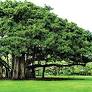 Local body banks on banyan trees for oxugen