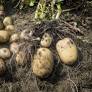 Drive against use of ela mati on potatoes
