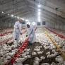 Self-reliance in meat by year end: Swapan Debnath