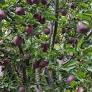 “Promising future for organic apple cultivation”